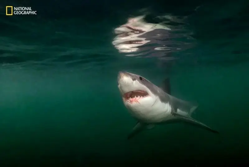 تصاویر نشنال جئوگرافیک