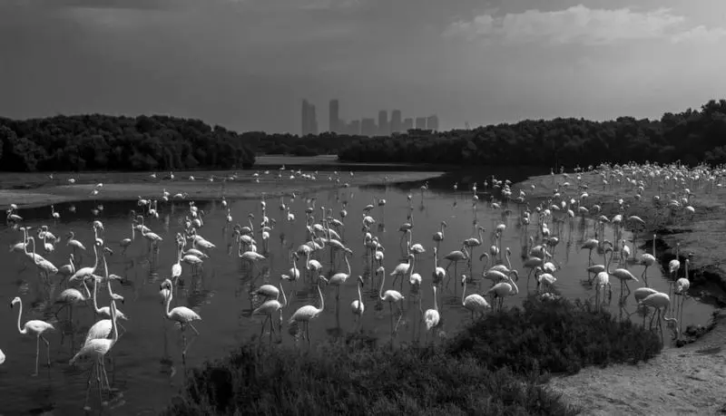 تصاویر حیات وحش 2025