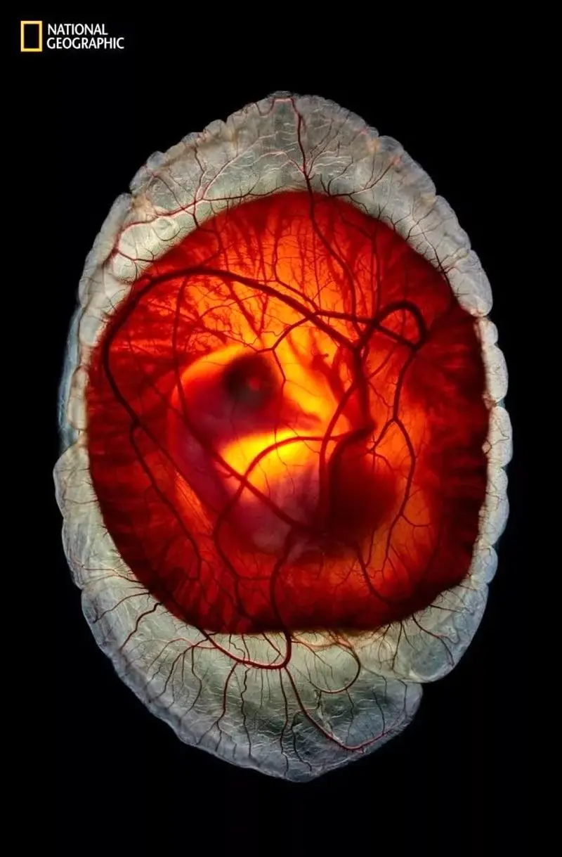 تصاویر نشنال جئوگرافیک