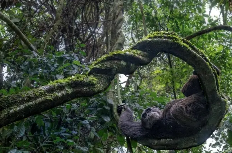 تصاویر حیات وحش 2025