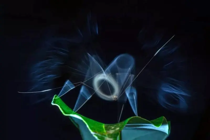 تصاویر حیات وحش 2025