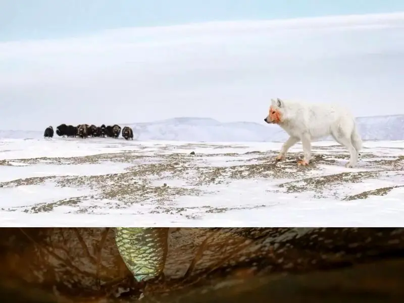 تصاویر حیات وحش 2025