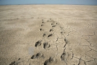 تصاویر؛ آخرین نفس‌های بزرگ‌ترین خلیج خزر