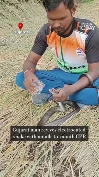 نجات معجزه‌آسای مار با تنفس دهان‌به‌دهان خبرساز شد