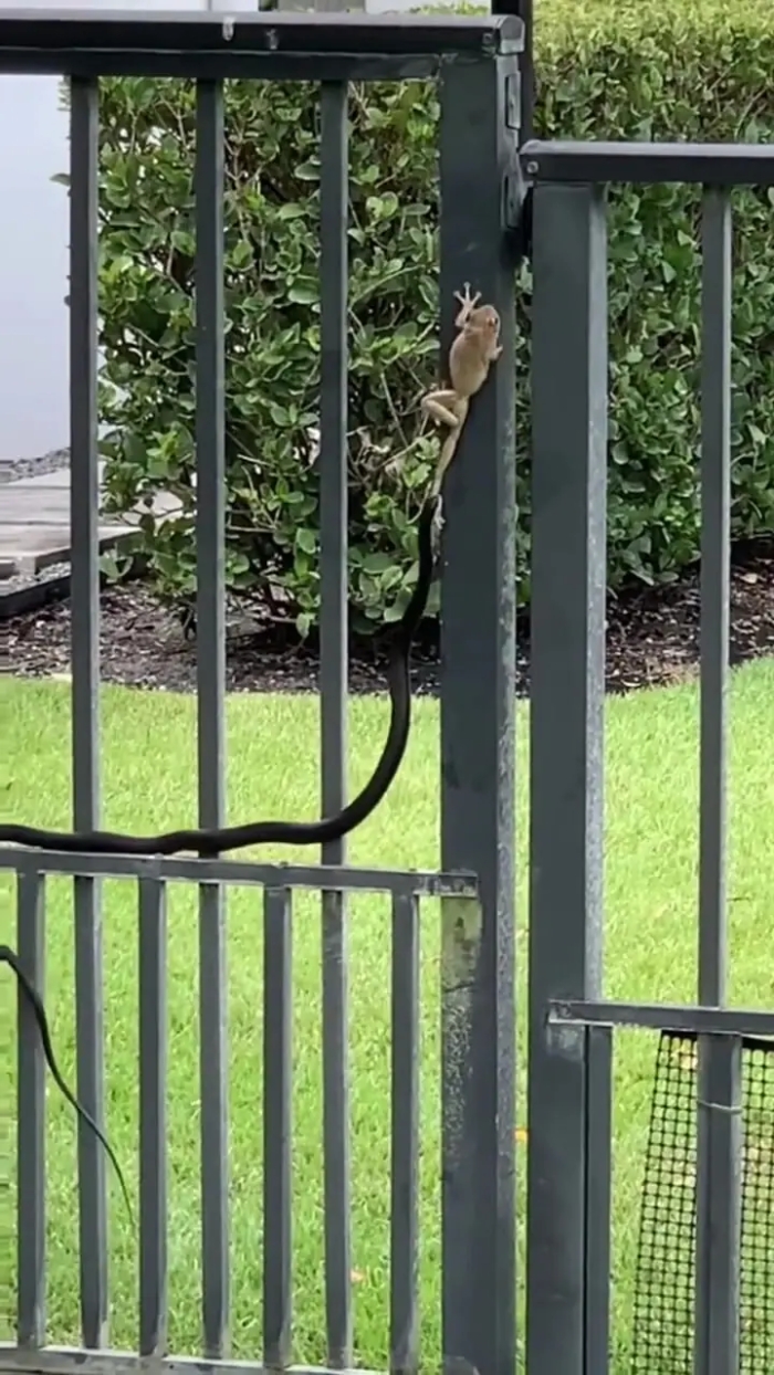 فرار معجزه‌آسای قورباغه درختی از چنگ مار