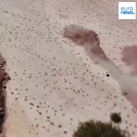 16هزار فسیل ردپا، راز رفتار دایناسورها را فاش کرد