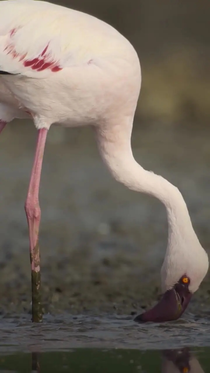 رقص صورتی فلامینگوها در تالاب‌های جادویی