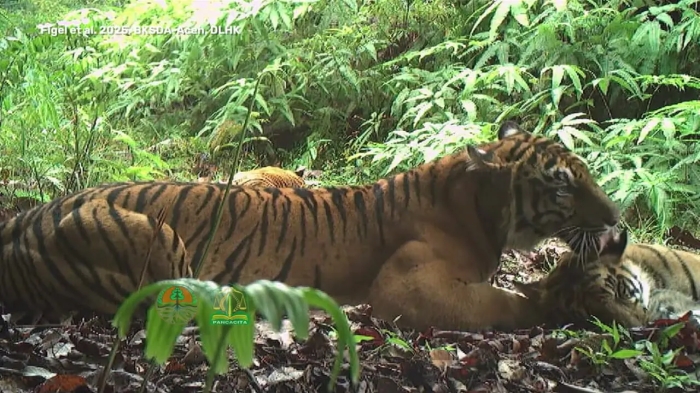 شکار لحظات نادر از زندگی ببرهای سوماترایی توسط دوربین‌های تله‌ای