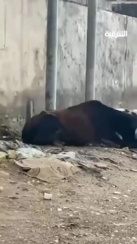 گرگ‌های کانادایی در مسیر تکامل رفتاری