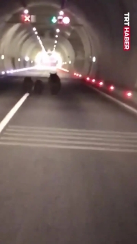 ثبت تصاویر کم‌نظیر از سه خرس در تونل 1100 متری