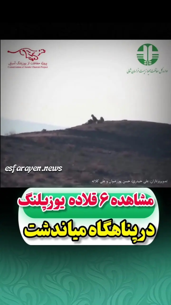 مشاهده  6 یوزپلنگ آسیایی در پناهگاه حیات‌وحش میاندشت