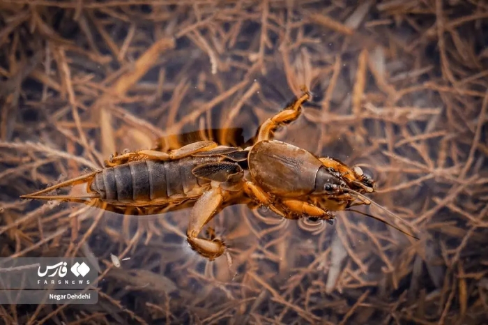 تصاویر؛ زنگ خطر برای تالاب بیشه‌دالان