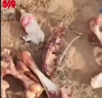 فروش گوشت خر و الاغ و اسب؛ در جامعه چه خبر است؟