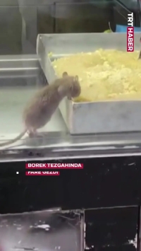 تصاویر چندش‌آور از پرسه یک موش میان سینی‌های قنادی