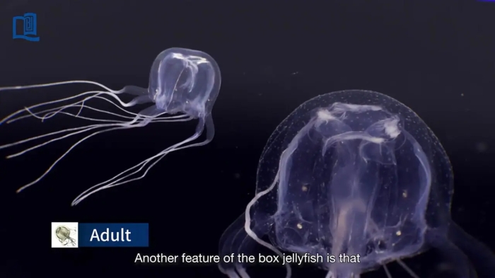 کشف یک ژله‌ماهی عجیب با 24 چشم!