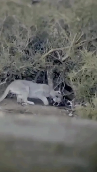 شیرهای کوهی به شکار پنگوئن‌ها روی آورده‌اند