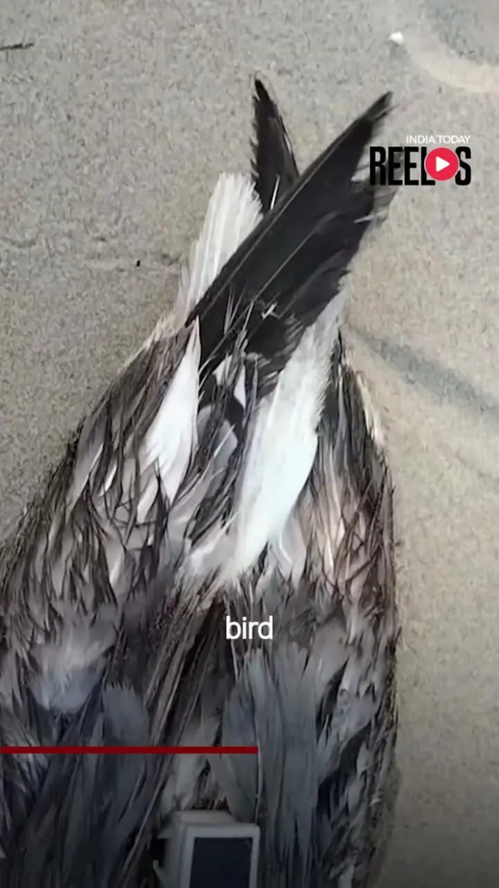 کشف مرغ دریایی مجهز به ردیاب چینی در نزدیکی پایگاه دریایی هند