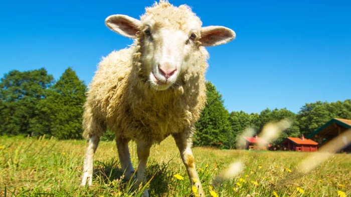 قیمت جدید دام‌زنده 29 آذرماه اعلام شد/ تغییر قیمت گوسفند و گوساله عجیب شد + جدول