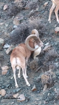 قوچ اوریال پارک گلستان، نماد بکرترین لحظات طبیعت