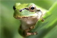 باکتری روده قورباغه، تومورهای سرطانی موش‌ها را از بین می‌برد!