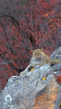 تصویری دیدنی از پلنگ ایرانی در کیاسر