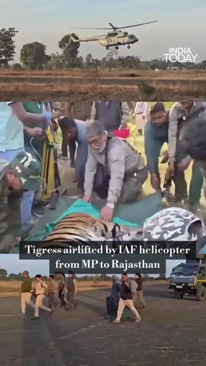 جابجایی یک ببر ماده با هلیکوپتر برای نخستین بار در هند