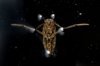 تصاویر؛ برندگان مسابقه عکاسی علمی انجمن سلطنتی 2025