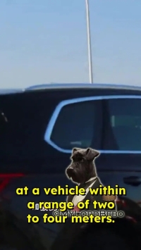 شناسایی پلاک خودروها با عینک هوشمند در کمتر از یک ثانیه