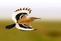 پرنده‌ای که به دویدن بیشتر از راه رفتن علاقه دارد!