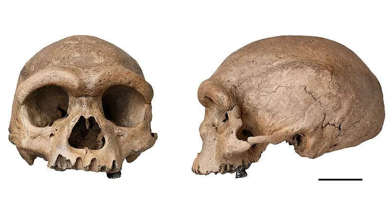  اجداد اولیه انسان