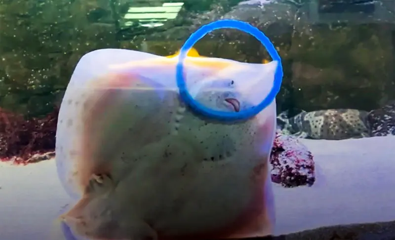 کوسه و سفره ماهی