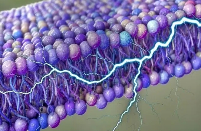 کشف یک منبع انرژی پنهان در سلول‌های انسان