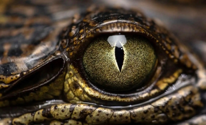 کشف ماری با چشمان عجیب در جنگل‌های گینه نو