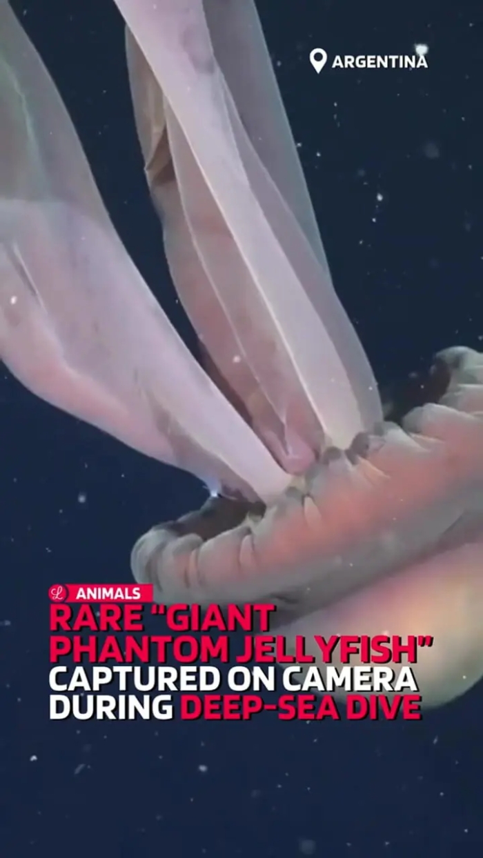 ویدئویی دیدنی از شبح 10 متری مخوف در اعماق اقیانوس