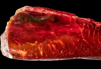 کشف شگفت‌انگیز مورچه 40 میلیون‌ساله در کهربای گوته