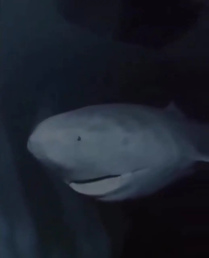 راز عمر 400 ساله پیرترین کوسه جهان چیست؟