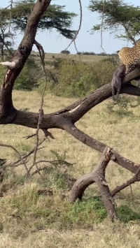 شکار بی‌رحمانه بچه‌گراز توسط پلنگ مقابل دیدگان والدین