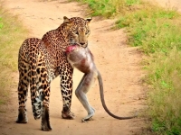 عکس؛ یک پلنگ با لاشه بی‌سرِ میمون