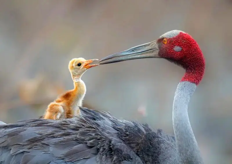 تصاویر حیات وحش