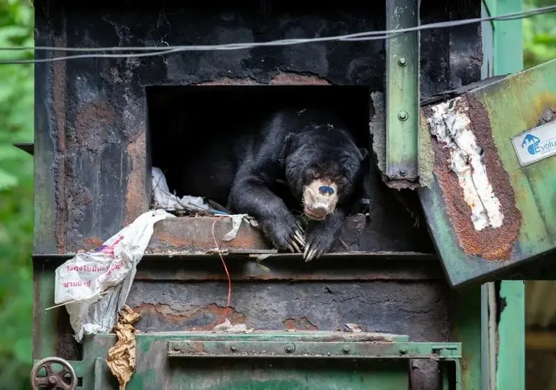 تصاویر حیات وحش