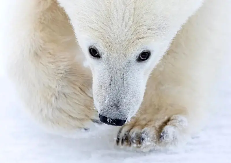 تصاویر حیات وحش