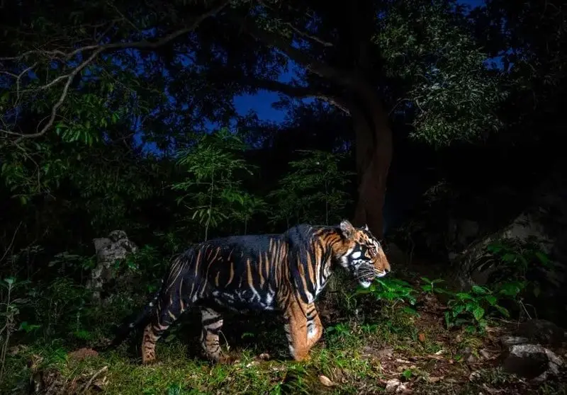 تصاویر حیات وحش