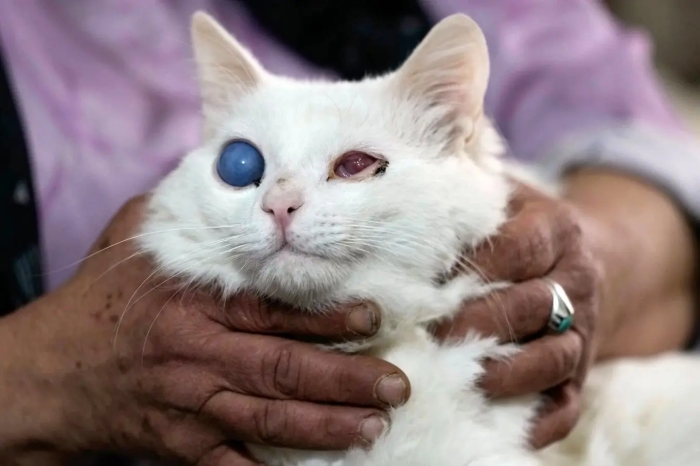 تصاویر؛ «مادر گربه‌ها»