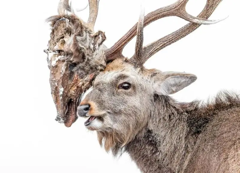 تصاویر حیات وحش