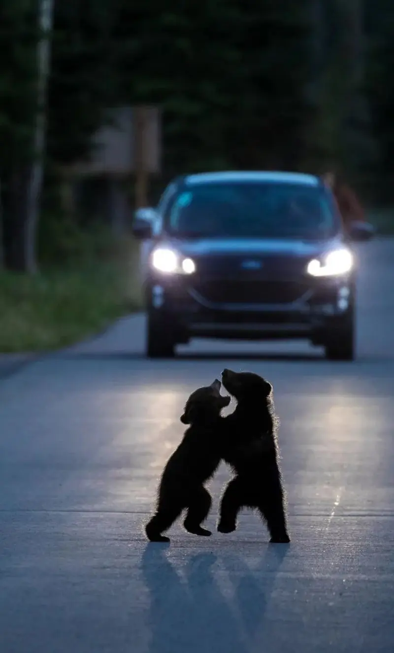 تصاویر حیات وحش