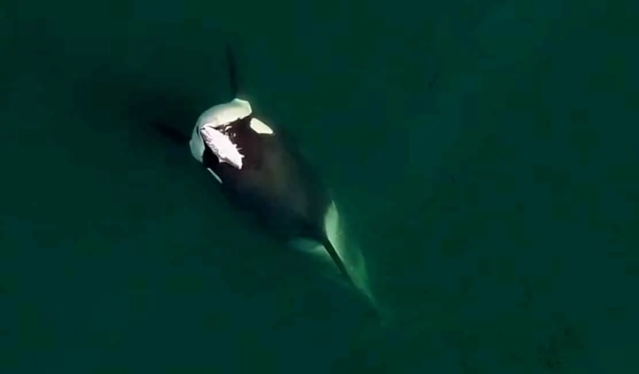 تصویر نادری از نهنگ قاتل با «کلاه ماهی»