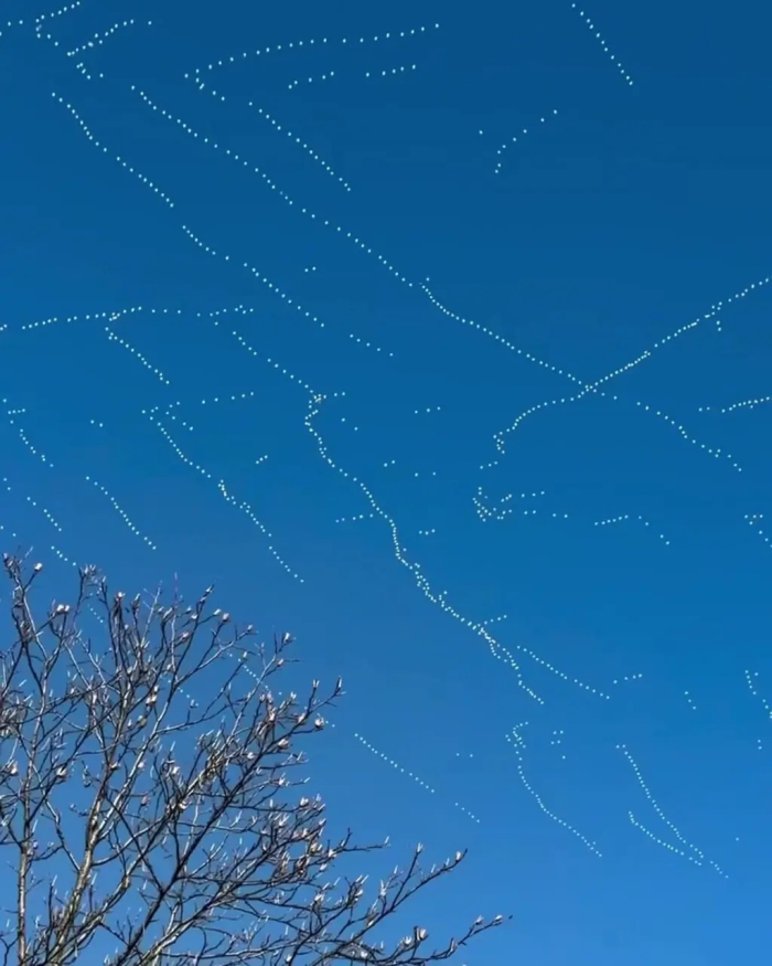 راز پرواز هماهنگ غازهای برفی