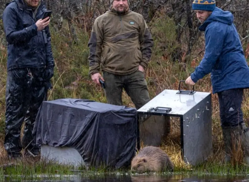 سمورهای آبی