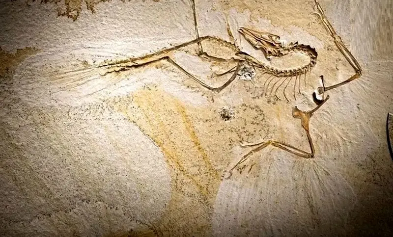 آرکئوپتریکس