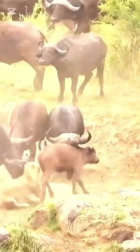 تئاتر واقعی حیات وحش در آفریقا